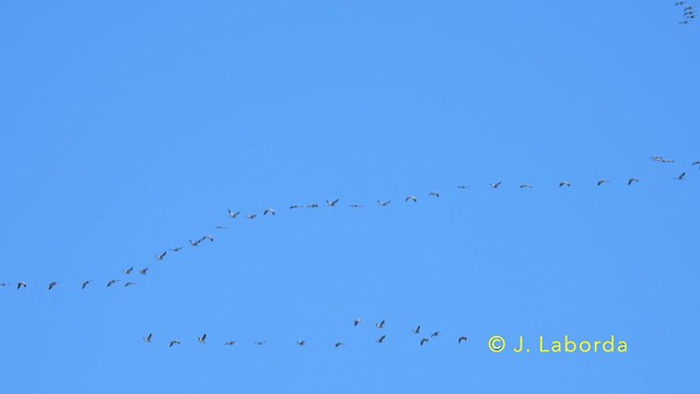 Common Crane - ML639447006