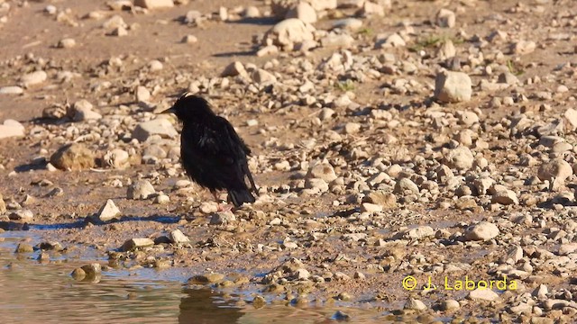 Spotless Starling - ML639447013