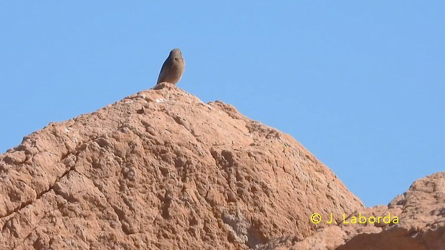 Мойлон гал сүүлт - ML639447015