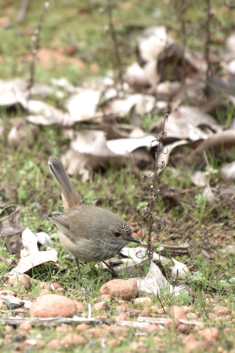 Inland Thornbill - ML639447023