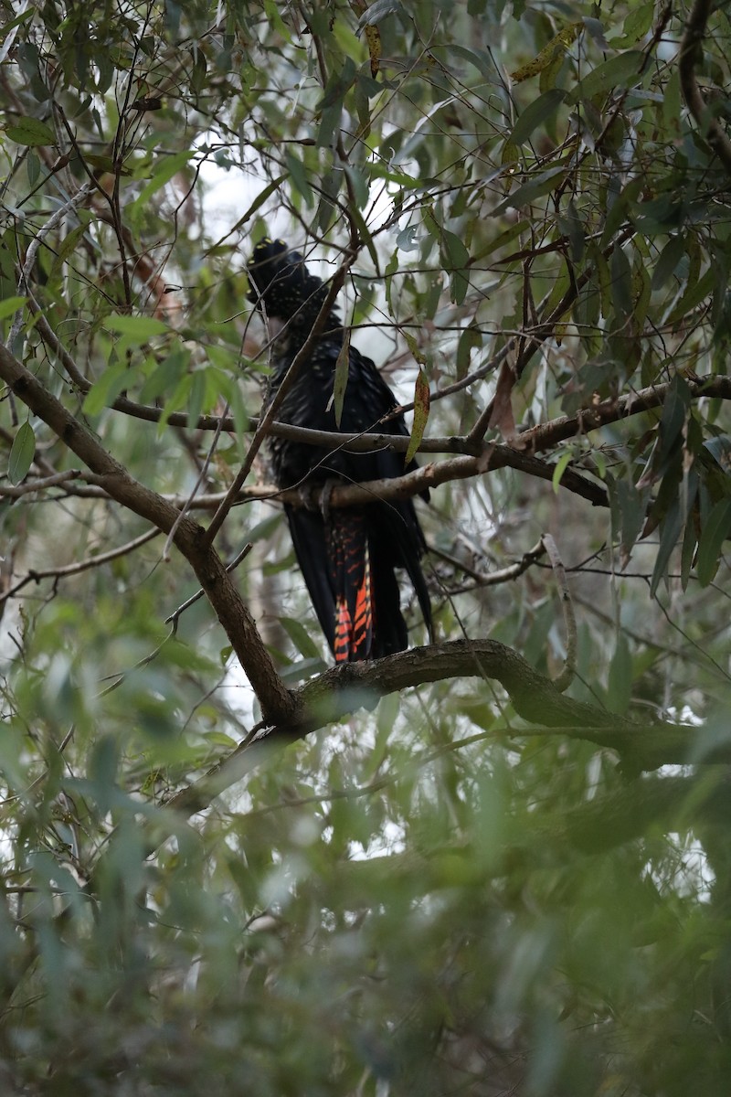 Red-tailed Black-Cockatoo - ML639447031