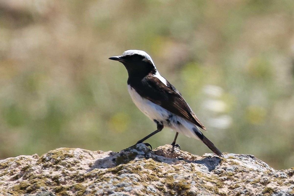 Finsch's Wheatear - ML639447032