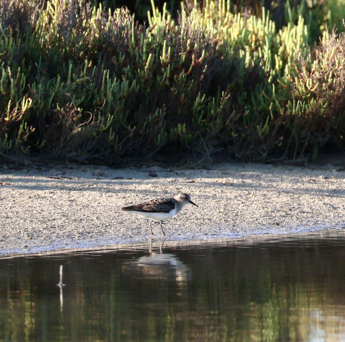 Temminck's Stint - ML639447033