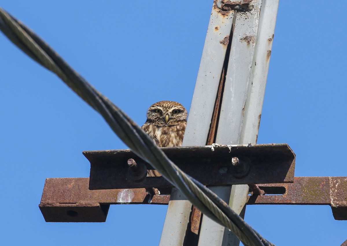 Little Owl - ML639447040