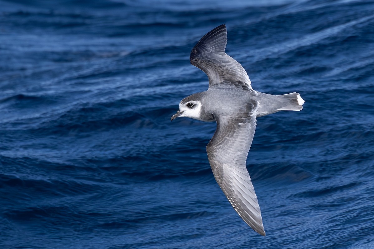 Blue Petrel - ML639447055
