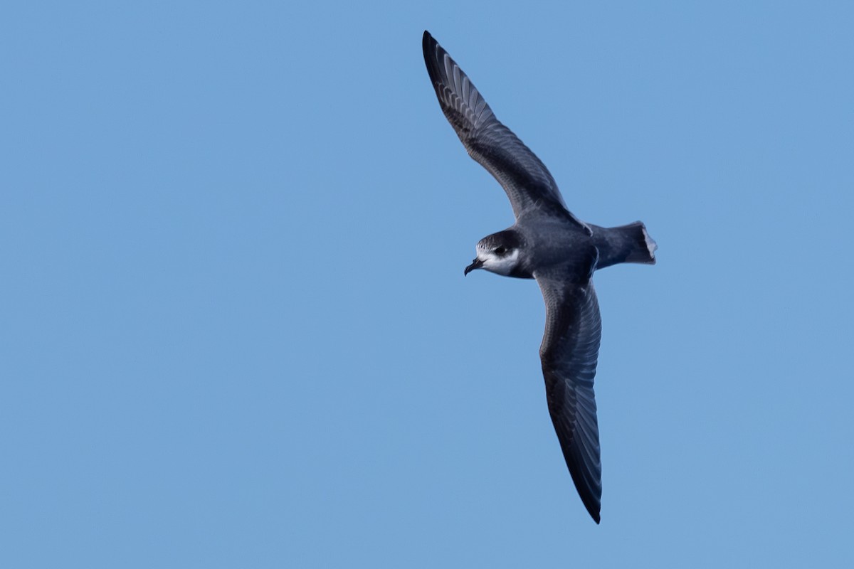 Blue Petrel - ML639447074