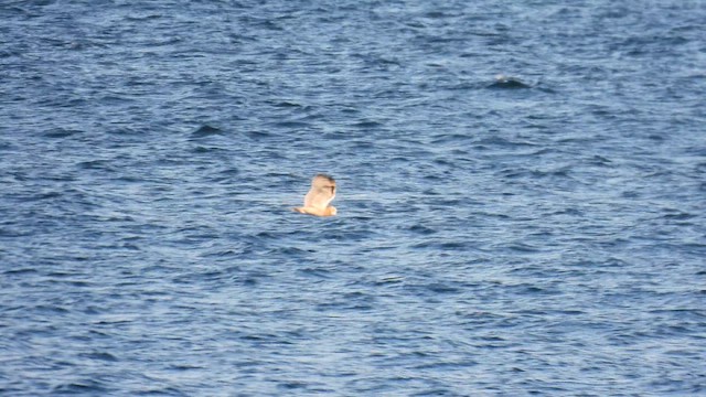 Short-eared Owl - ML639447087