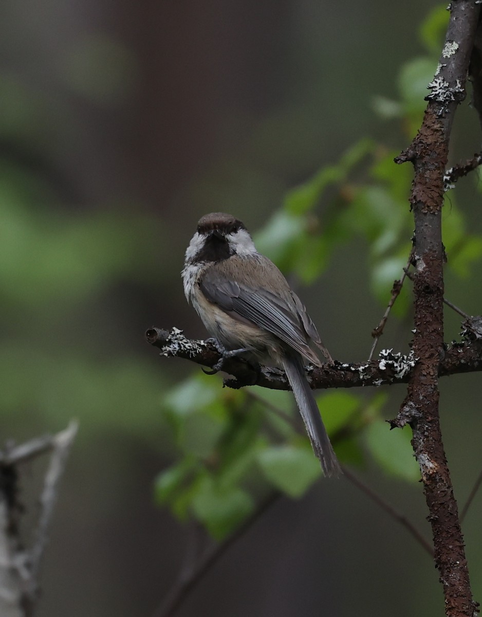 Gray-headed Chickadee - ML639447215