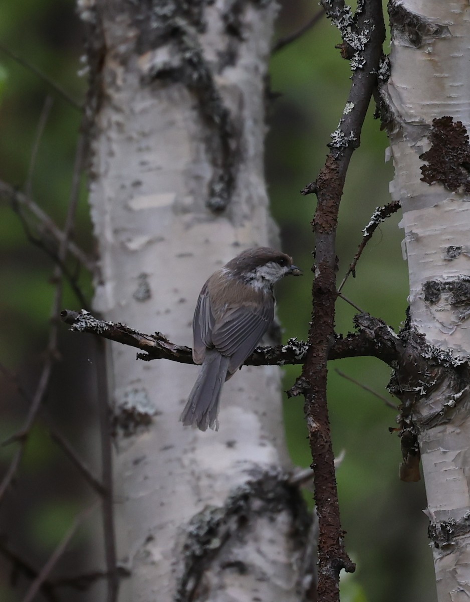 Gray-headed Chickadee - ML639447216