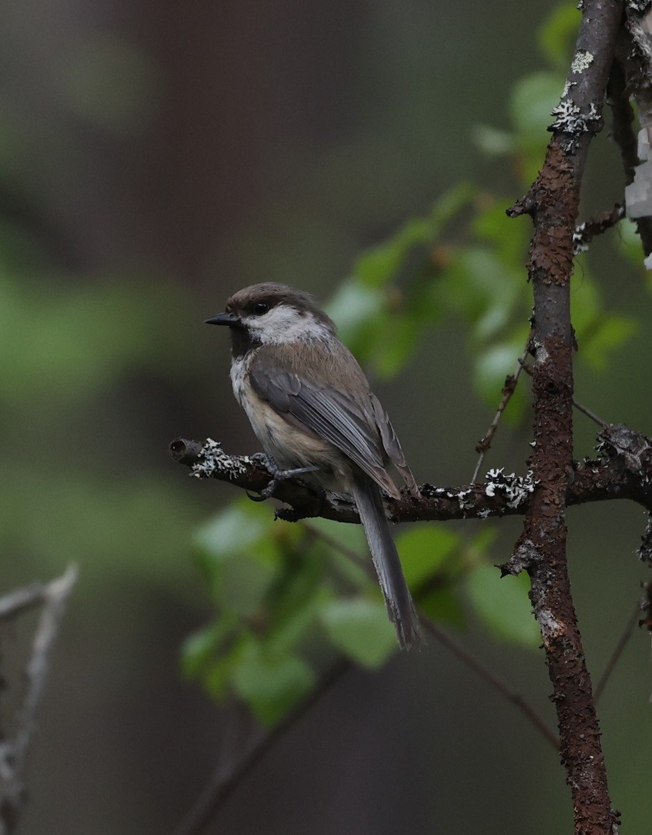 Gray-headed Chickadee - ML639447217