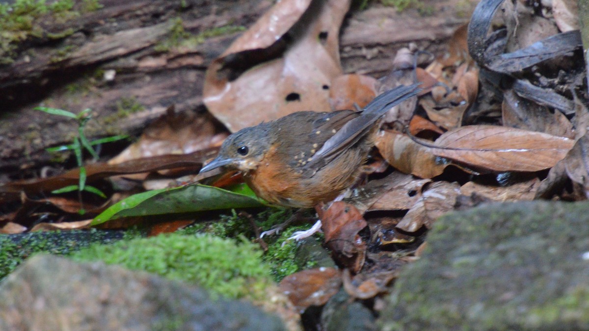 Rufous-faced Antbird - ML639447275