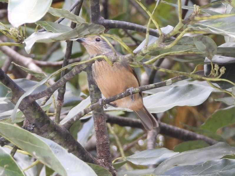 Bower's Shrikethrush - ML639447352