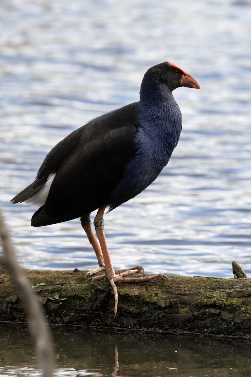 Australasian Swamphen - ML639447380