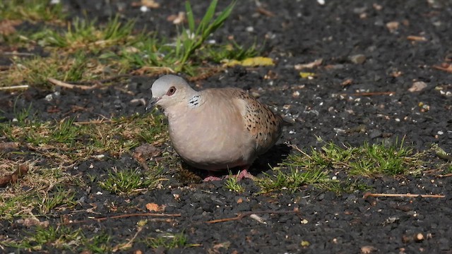 European Turtle-Dove - ML639447572