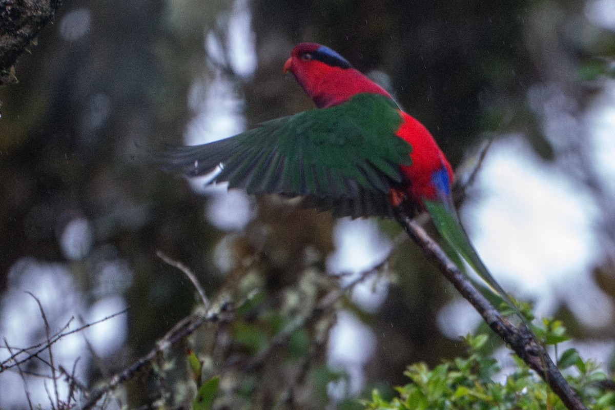 Stella's Lorikeet - ML639447586