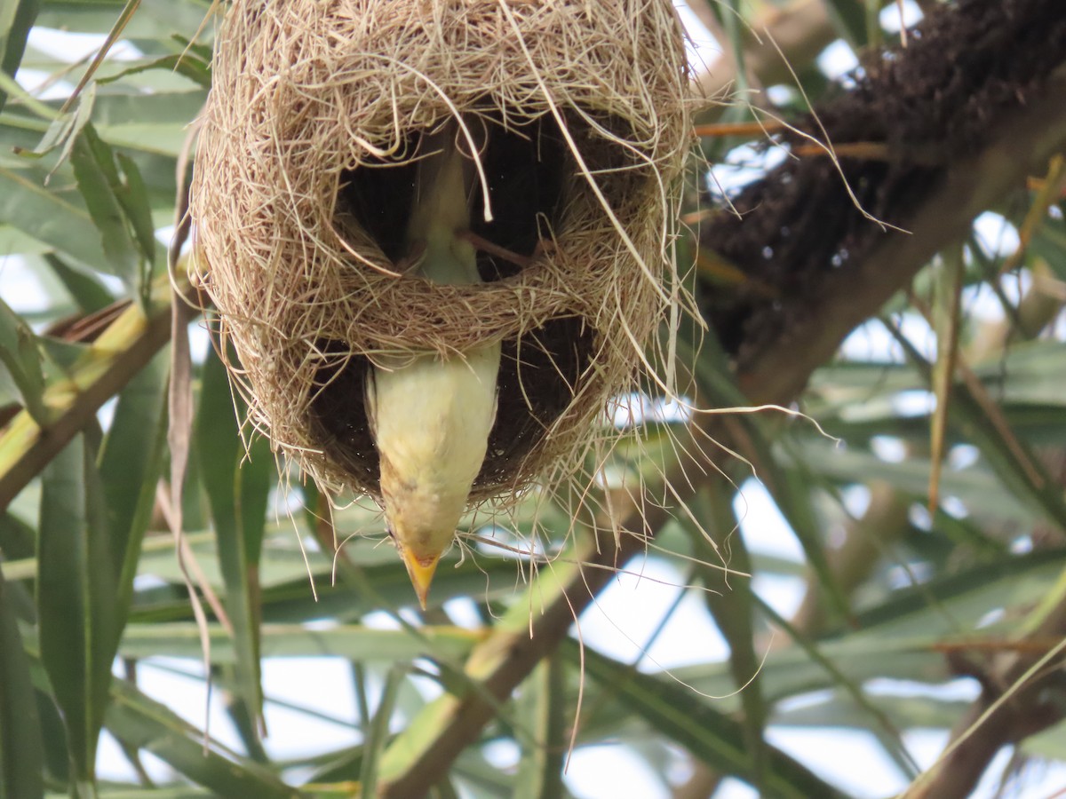 Baya Weaver - ML639447669