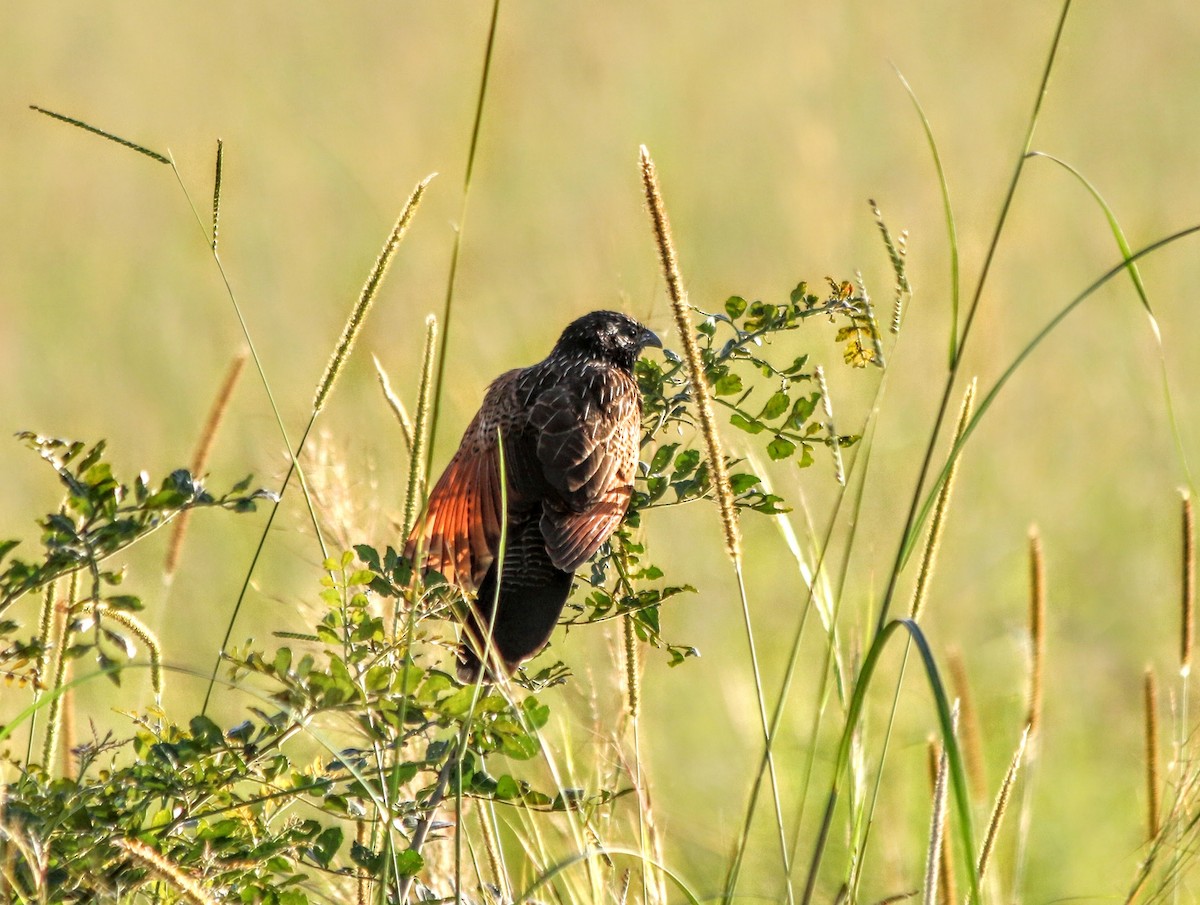 Black Coucal - ML639447967