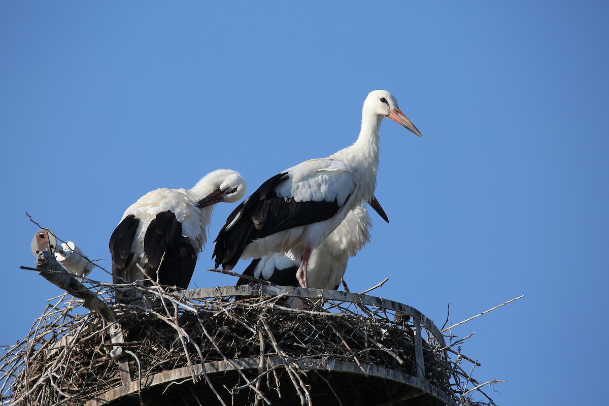 White Stork - ML639448137