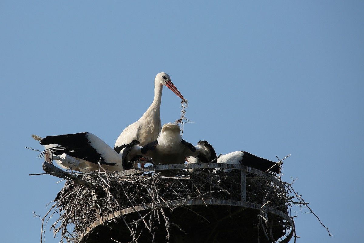 White Stork - ML639448138