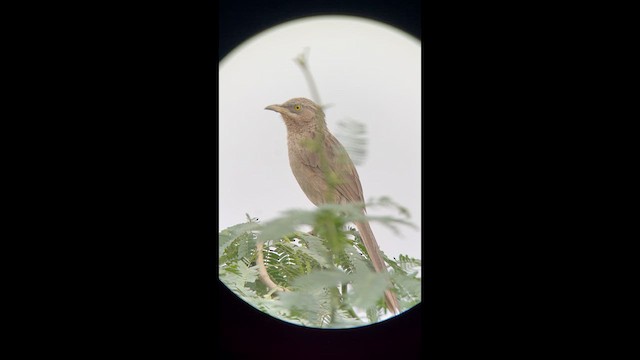 Striated Babbler - ML639448203
