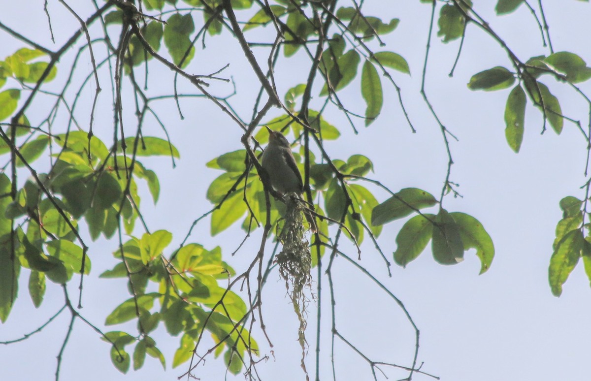 Buff-throated Apalis - ML639448299