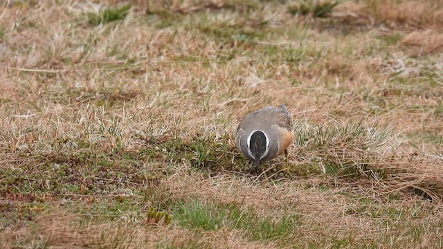 Eurasian Dotterel - ML639448642