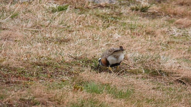 Eurasian Dotterel - ML639448643