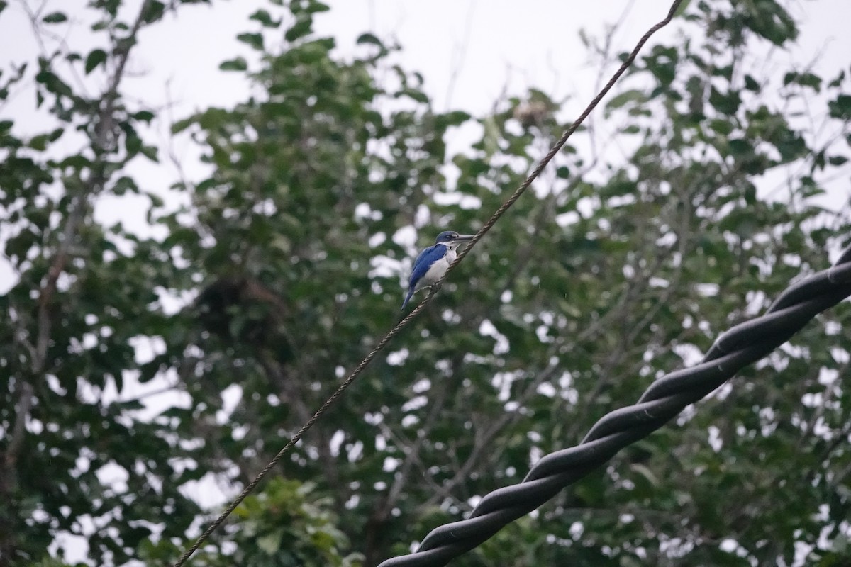 Collared Kingfisher - ML639448772