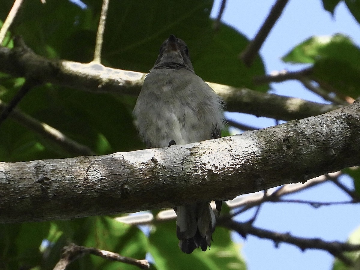 Pallid Honeyguide - ML639448880