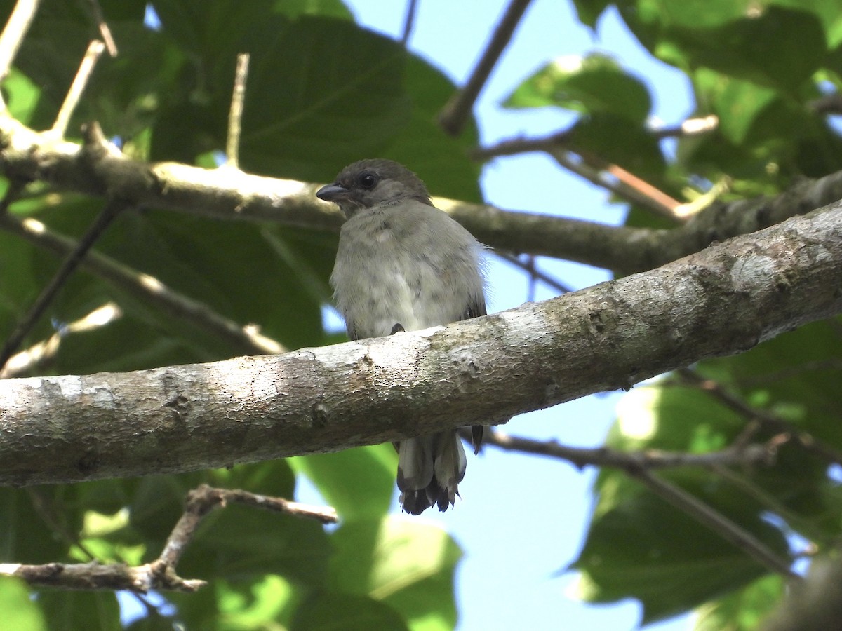 Pallid Honeyguide - ML639448881