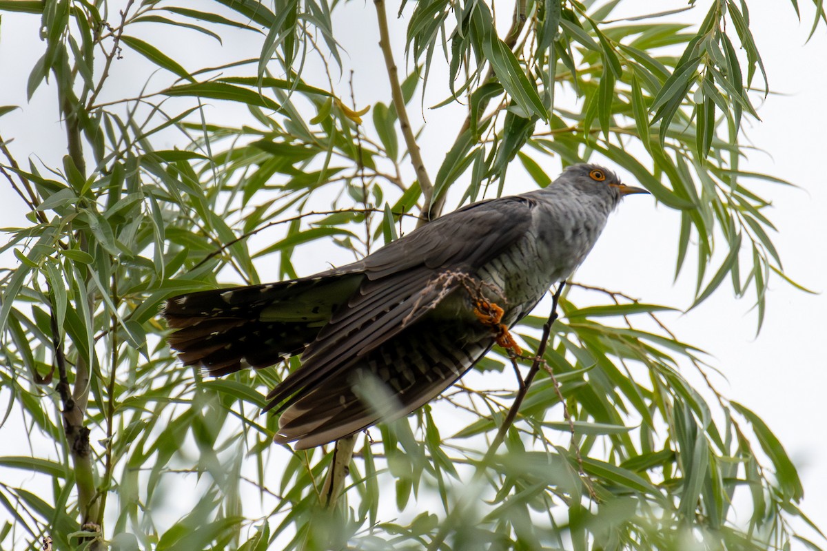 Common Cuckoo - ML639448898
