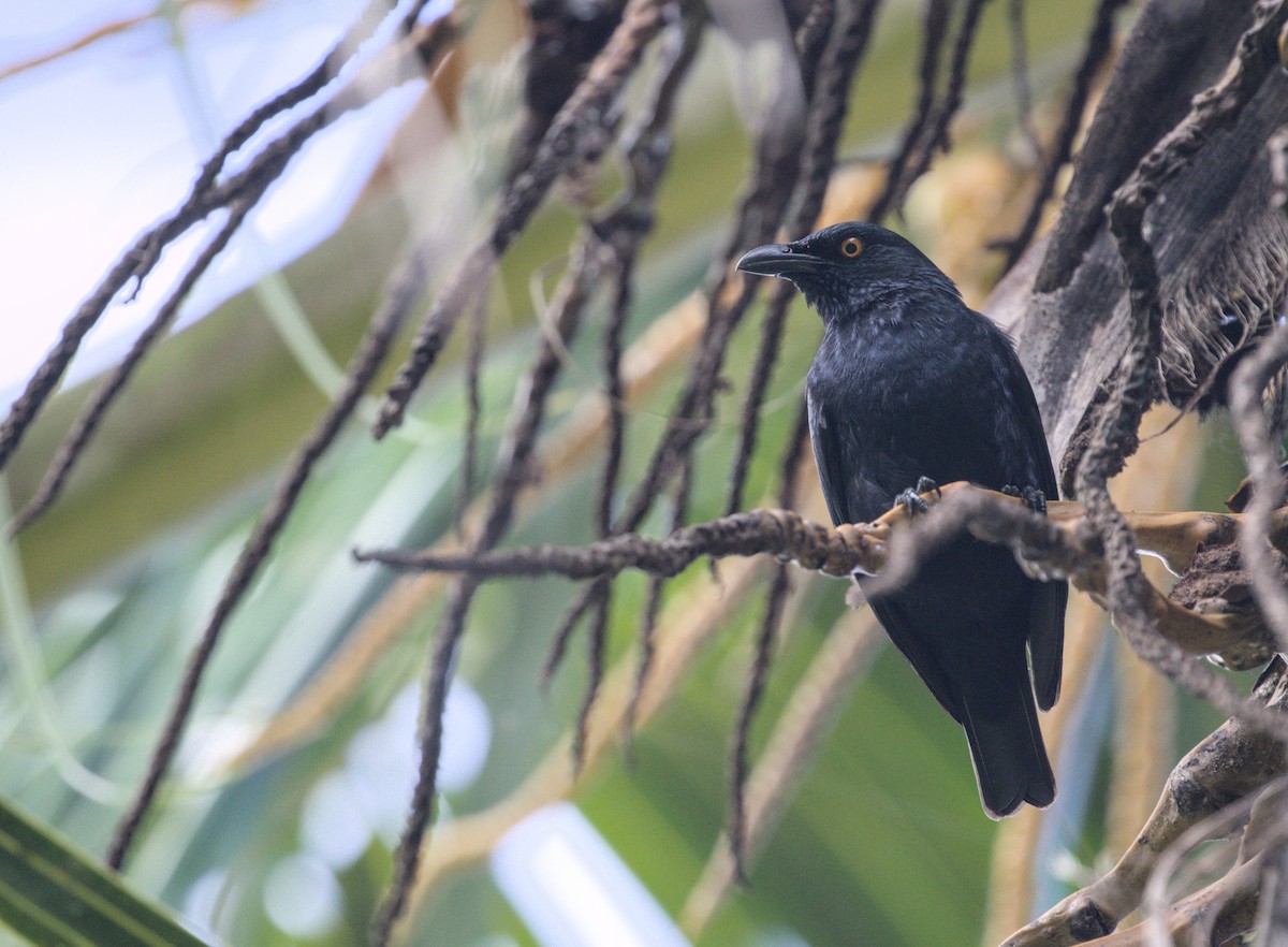 Rennell Starling - ML639449047