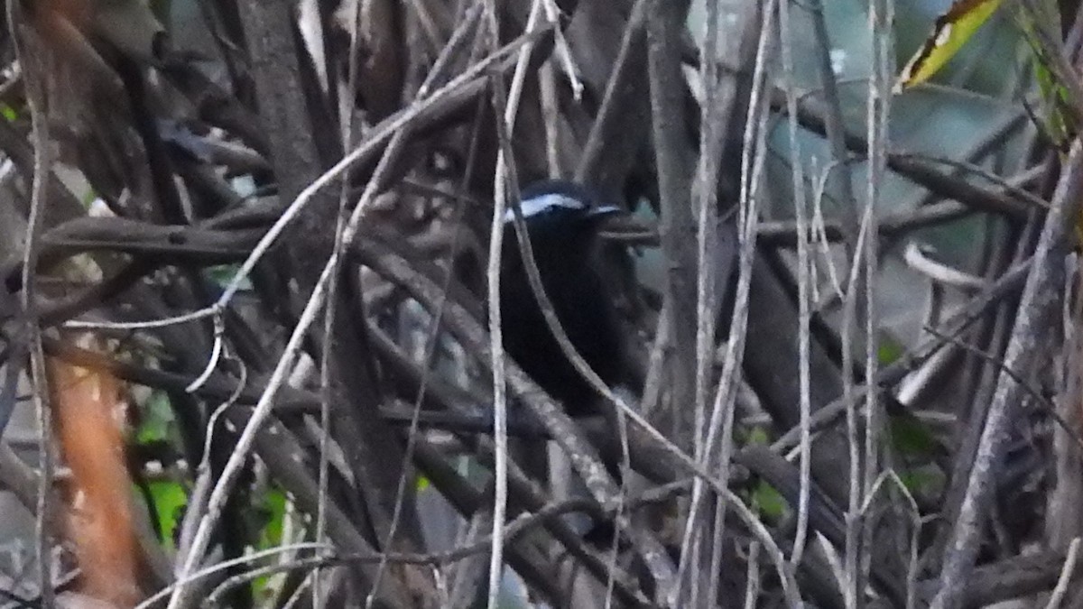Black-bellied Antwren - ML639449260