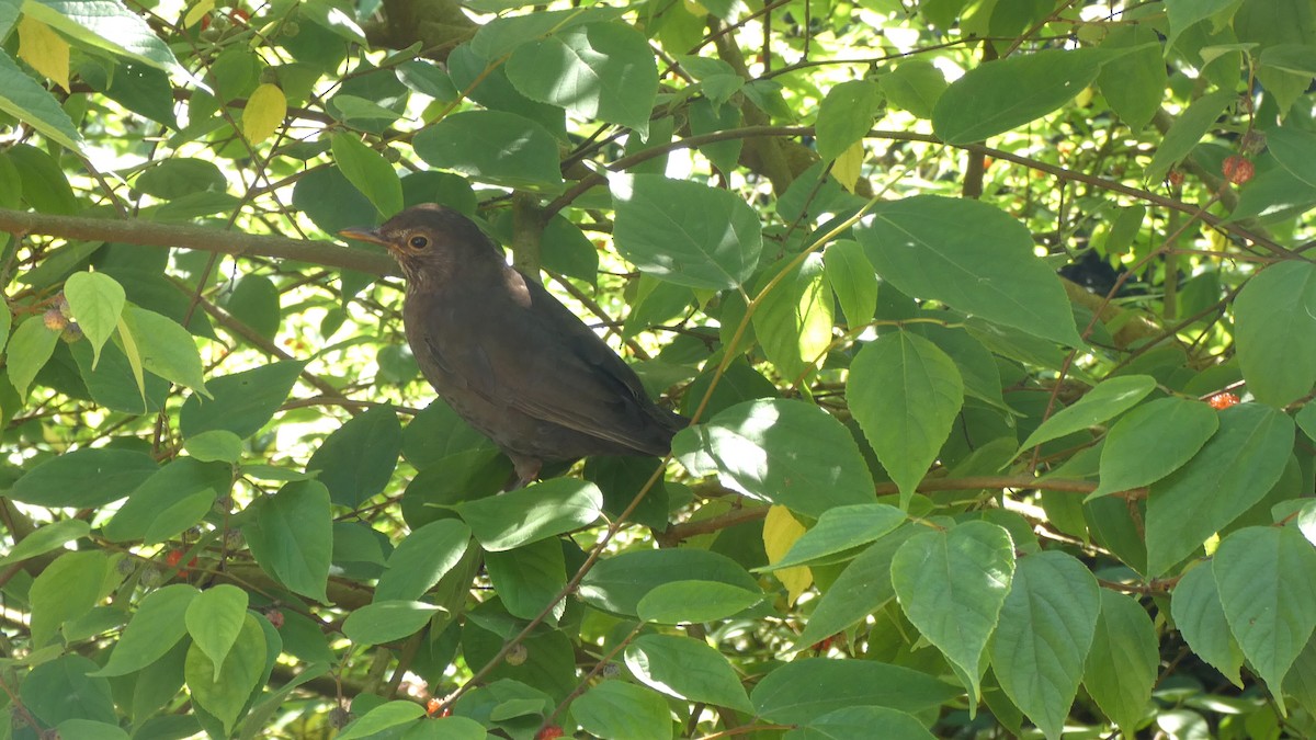 Eurasian Blackbird - ML639449261