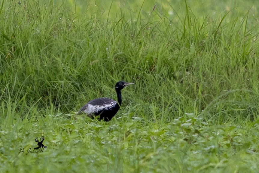 Lesser Florican - ML639449409