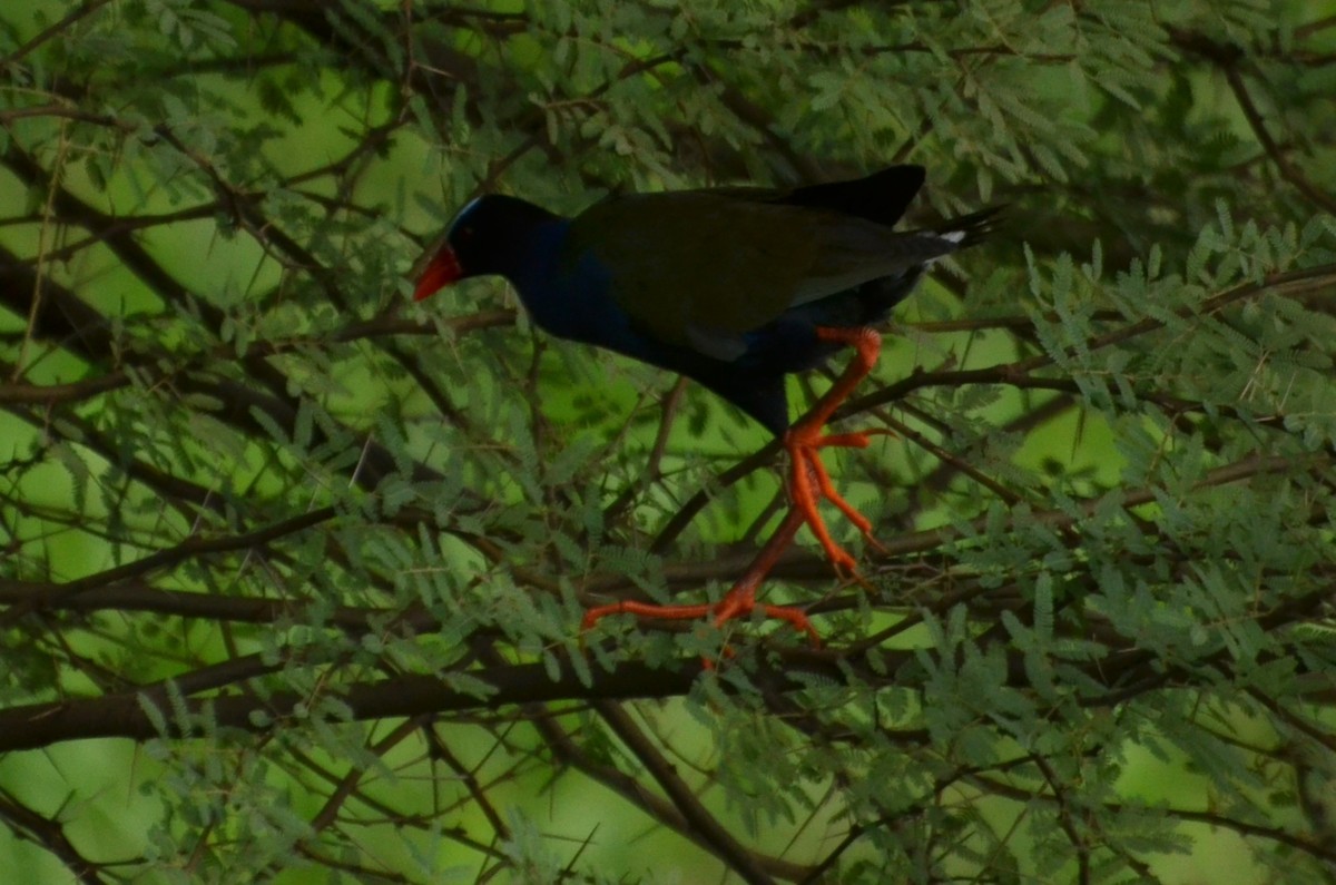 Allen's Gallinule - ML639449822