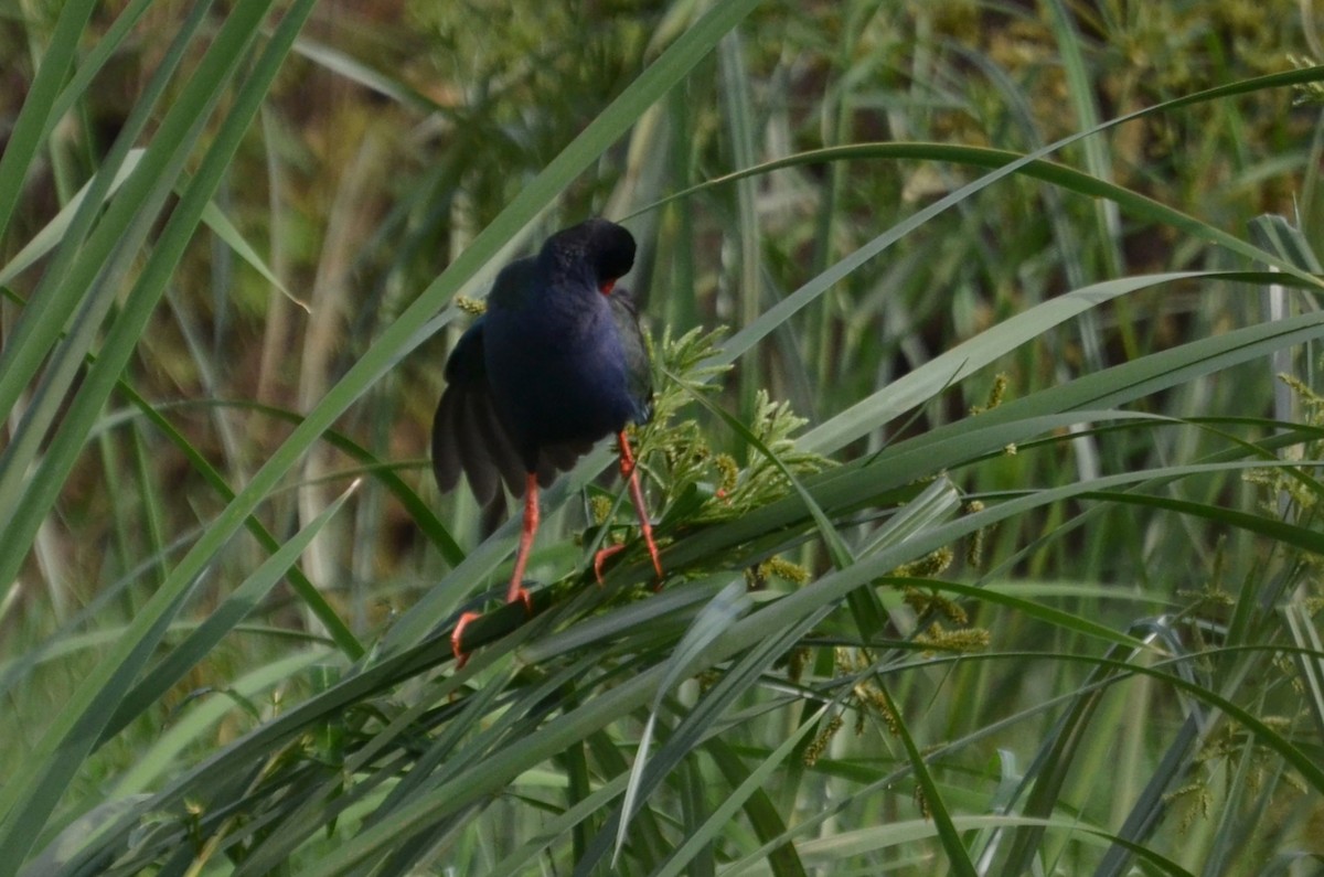 Allen's Gallinule - ML639449824