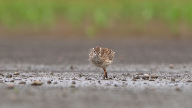 Common Redshank - ML639449901