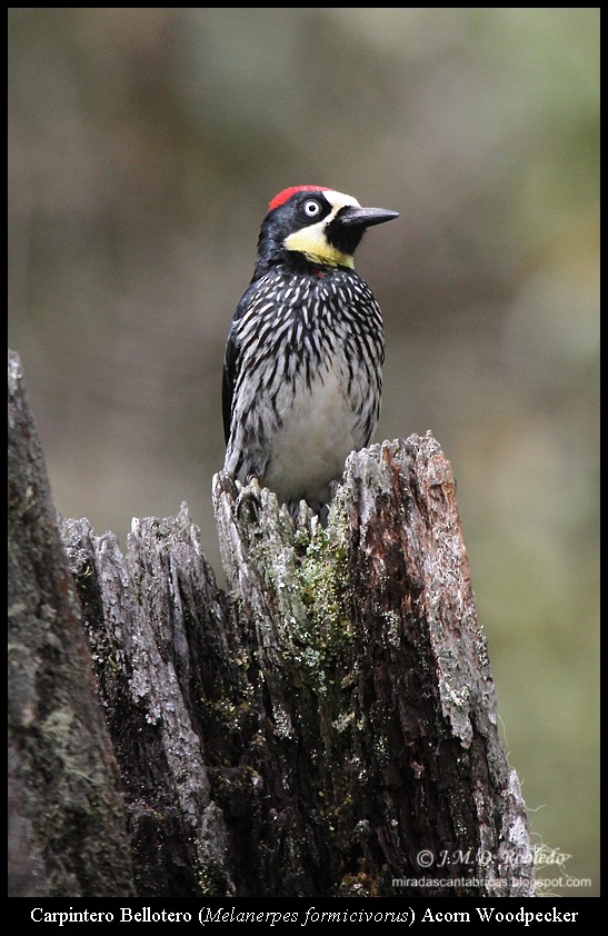Acorn Woodpecker - ML639450022