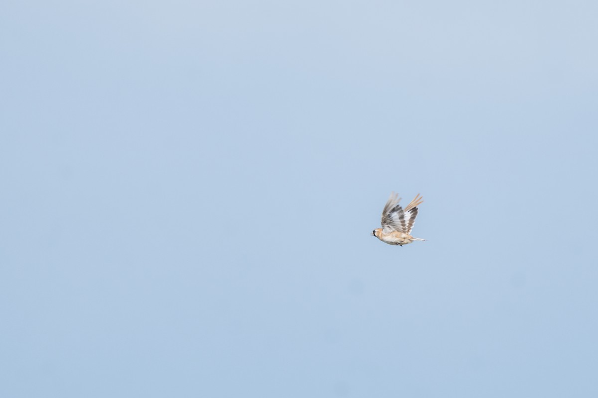 Pere David's Snowfinch - ML639450084