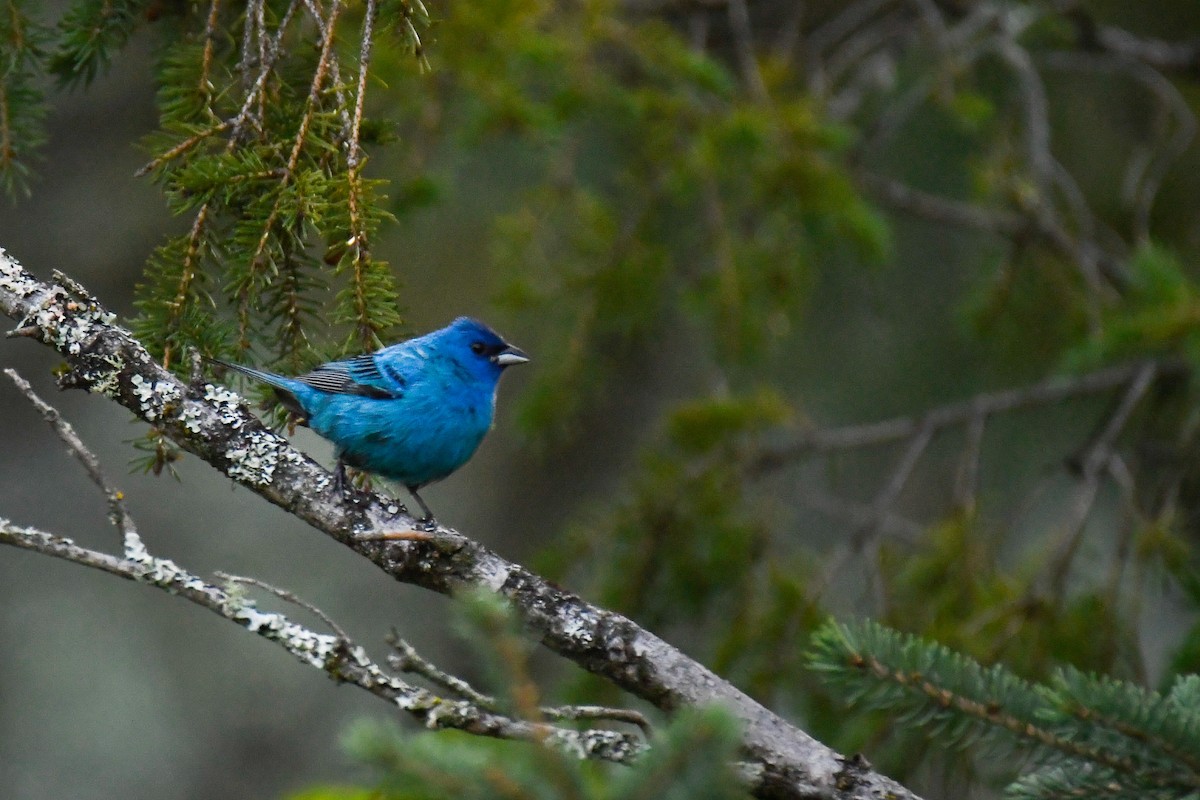 Passerin indigo - ML639450131