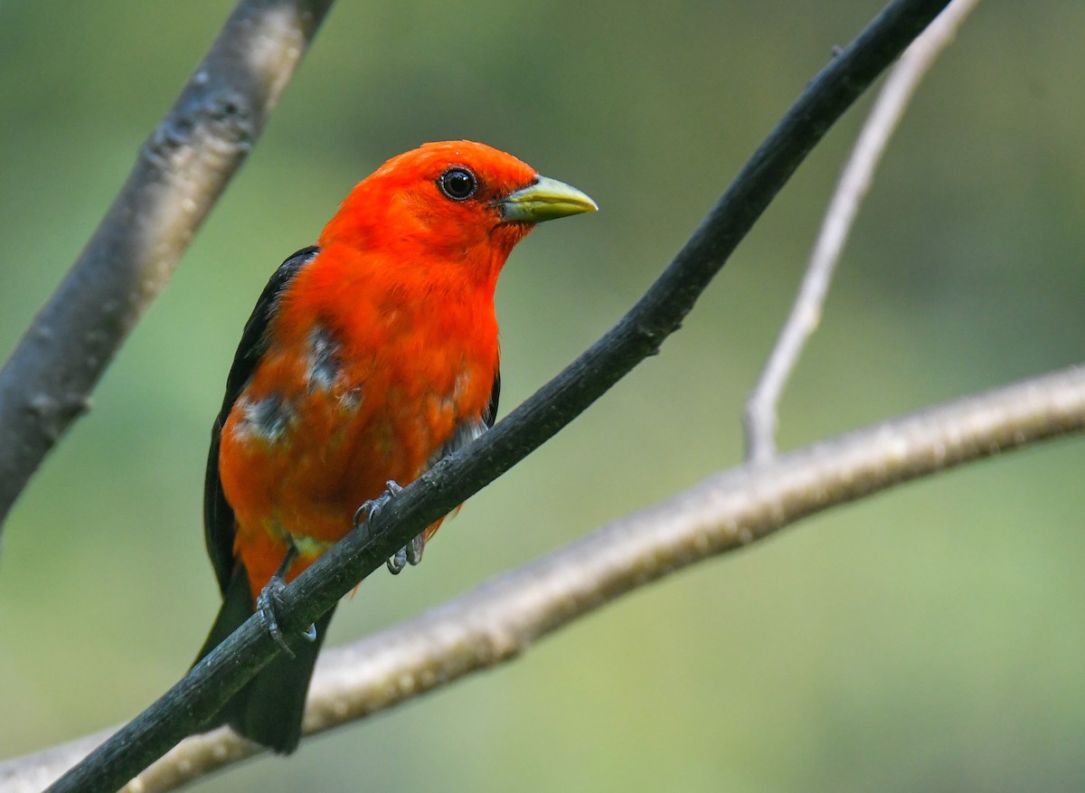 Piranga écarlate - ML639450141