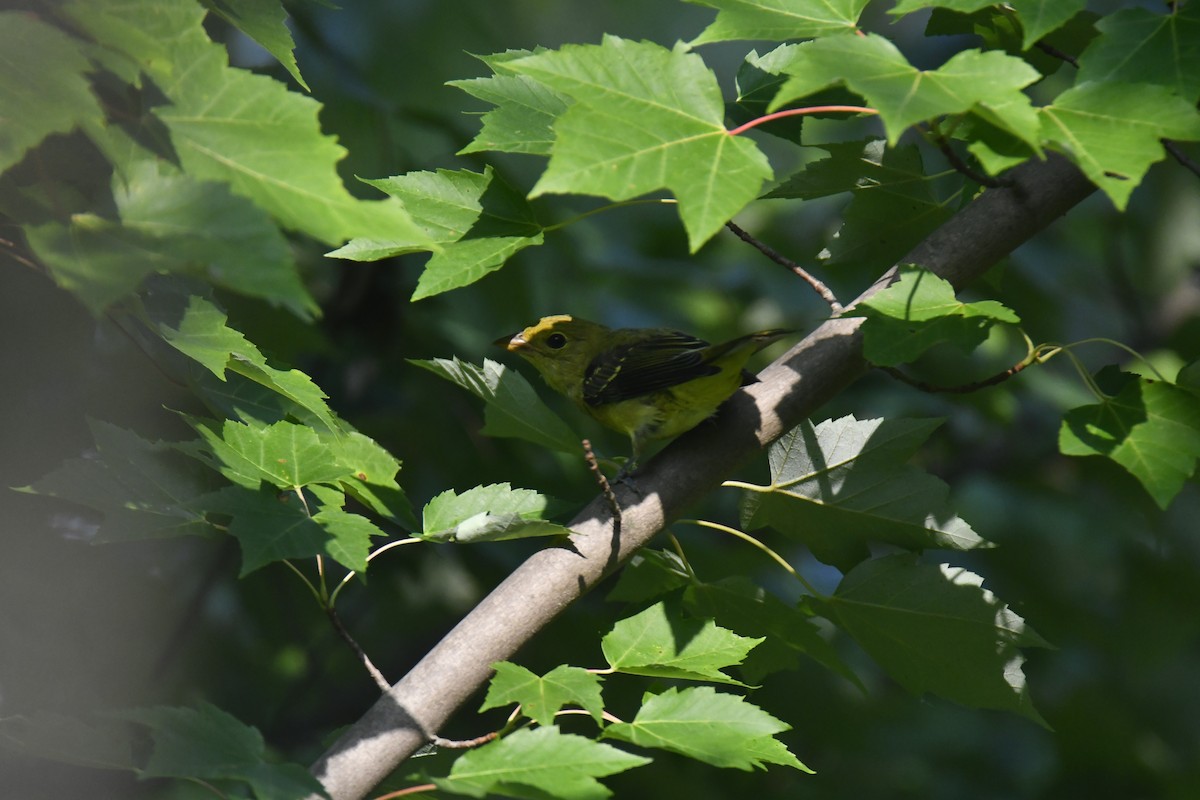 Piranga écarlate - ML639450142