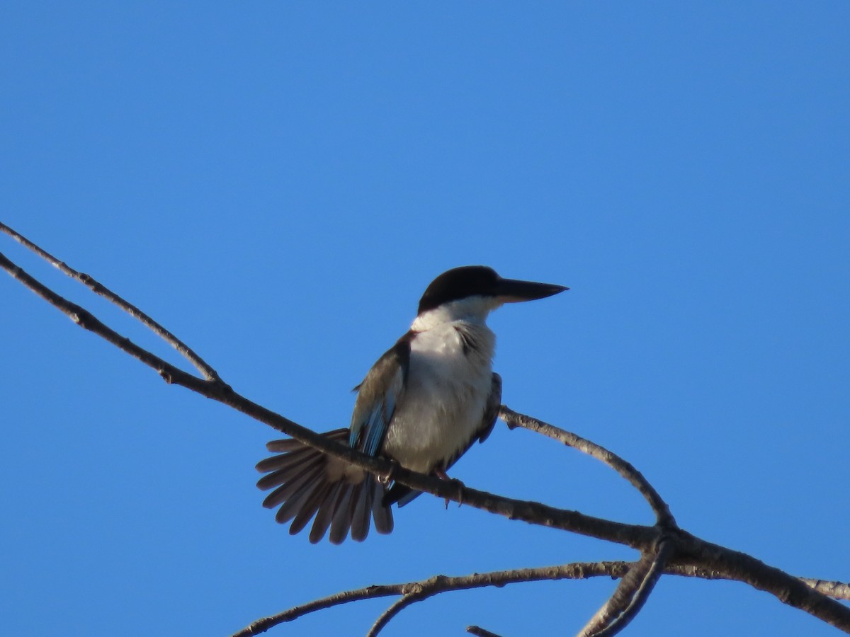 Torresian Kingfisher - ML639450223