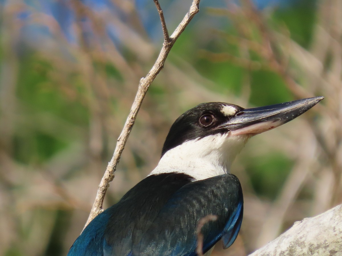 Torresian Kingfisher - ML639450224