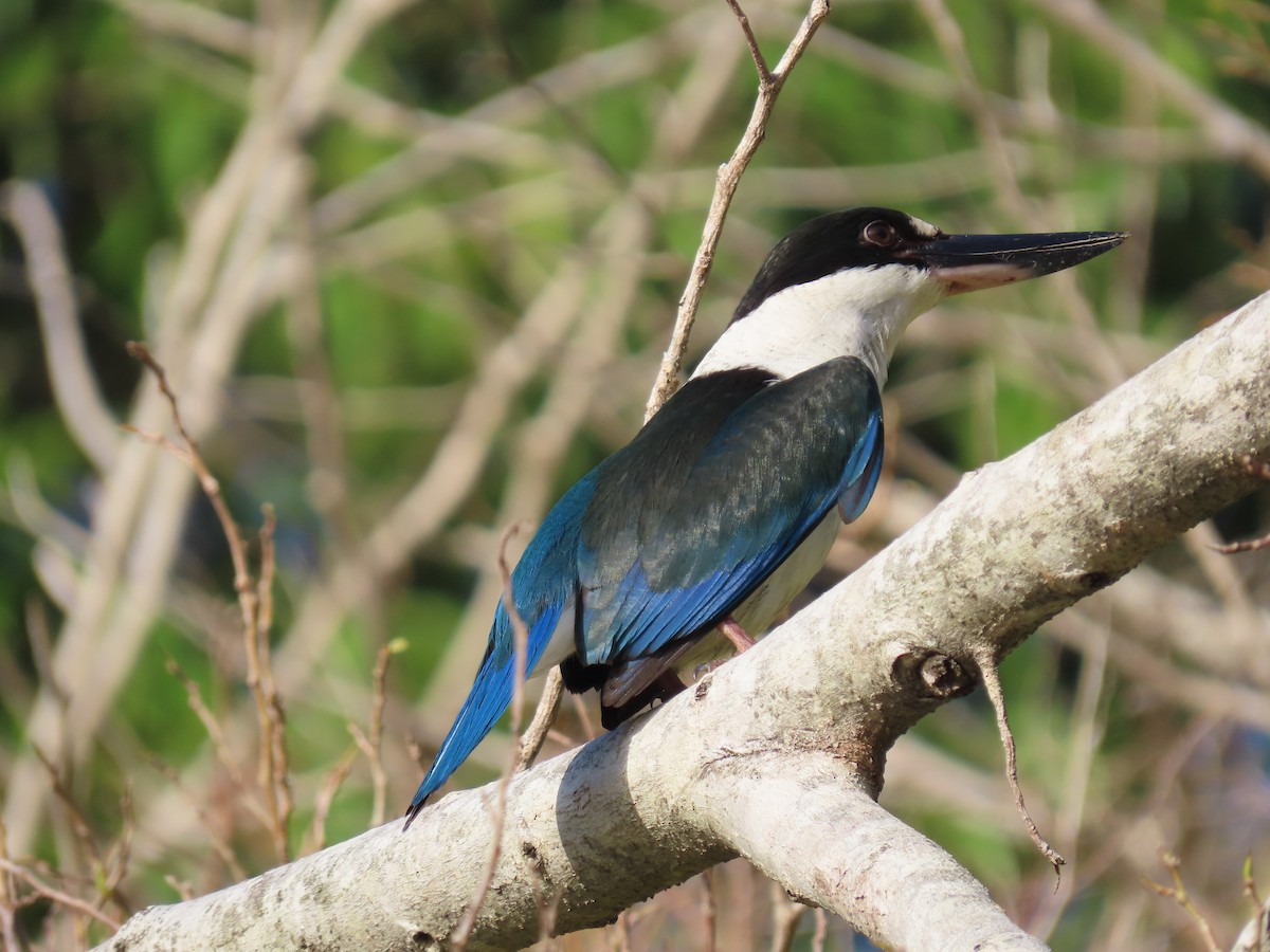 Torresian Kingfisher - ML639450225