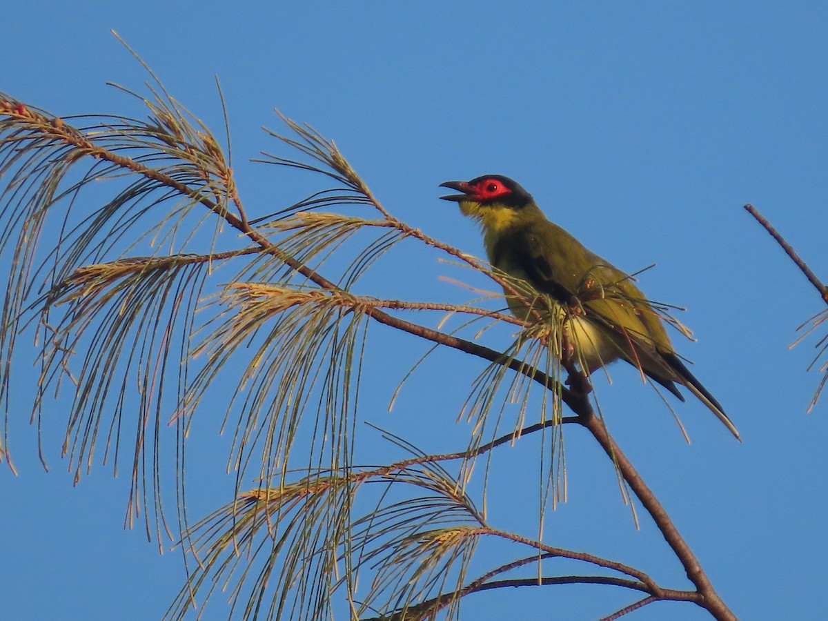 Australasian Figbird - ML639450228