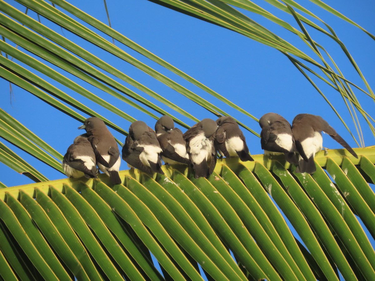 White-breasted Woodswallow - ML639450231
