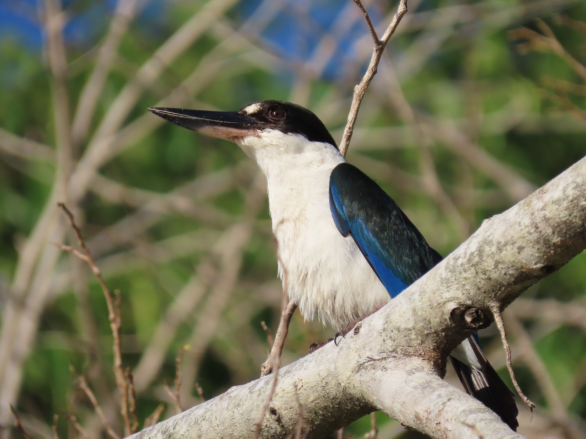Torresian Kingfisher - ML639450235