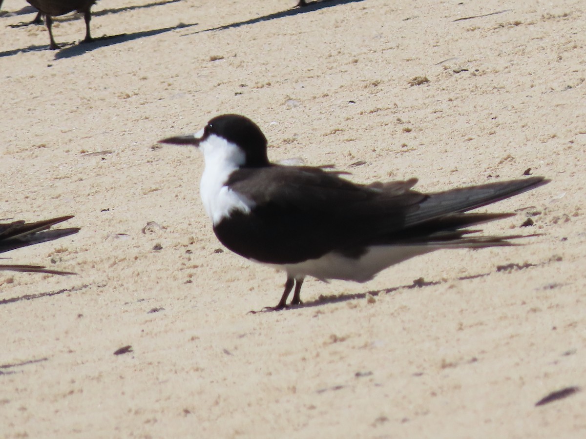 Sooty Tern - ML639450280